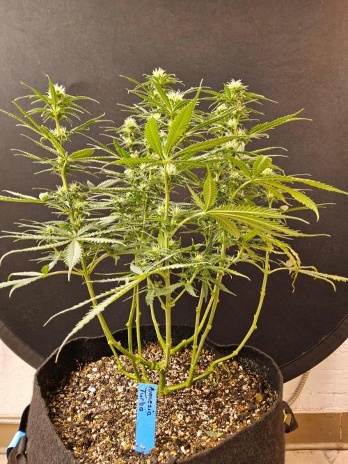 Turbo Amnesia. Week 10