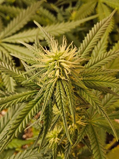 Turbo Amnesia. Week 10