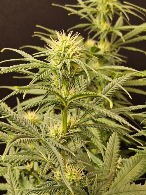 Turbo Amnesia. Week 10