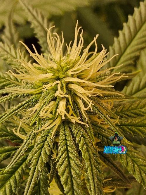 Turbo Amnesia. Week 10