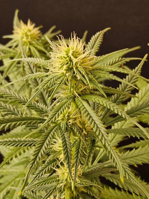 Turbo Amnesia. Week 10