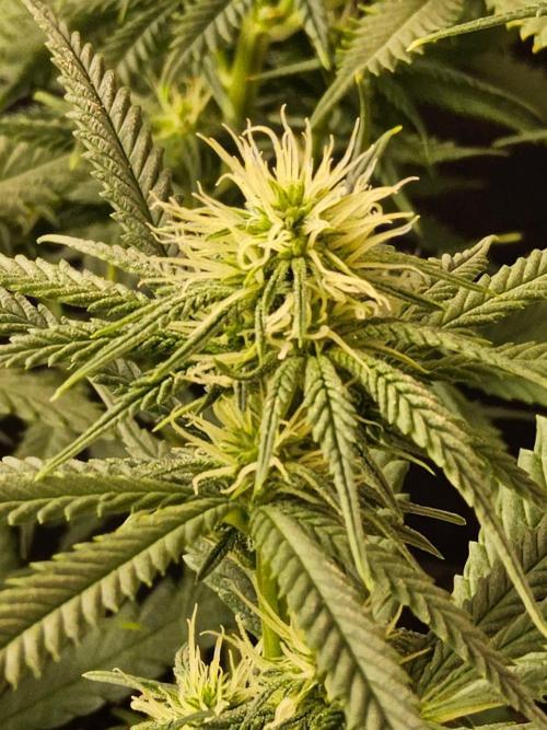 Turbo Amnesia. Week 10