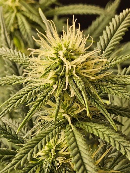 Turbo Amnesia. Week 10