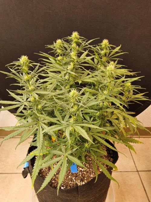 Turbo Amnesia. Week 10