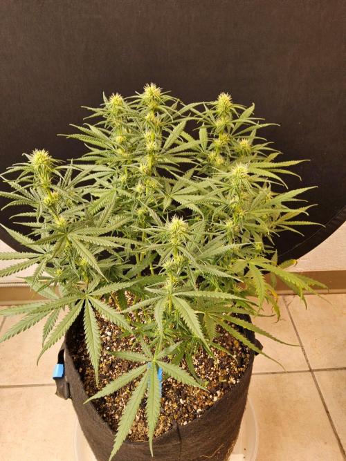 Turbo Amnesia. Week 10