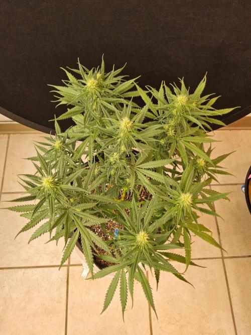 Turbo Amnesia. Week 10
