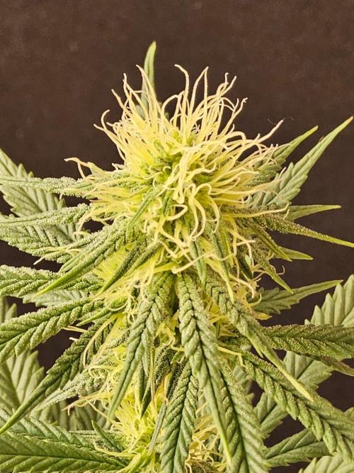 I💚GM Pineapple Donuts. Week 10