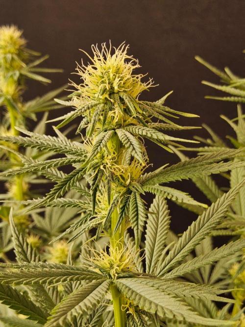 I💚GM Pineapple Donuts. Week 10
