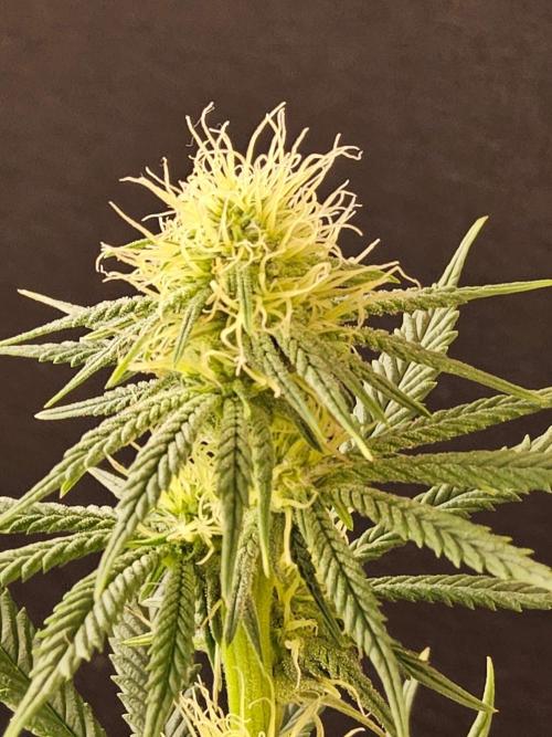 I💚GM Pineapple Donuts. Week 10
