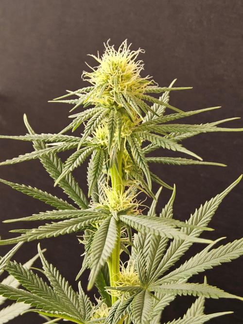 I💚GM Pineapple Donuts. Week 10