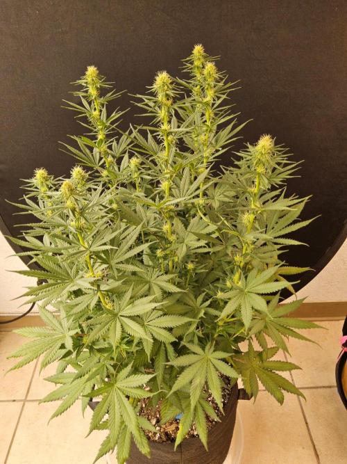 I💚GM Pineapple Donuts. Week 10