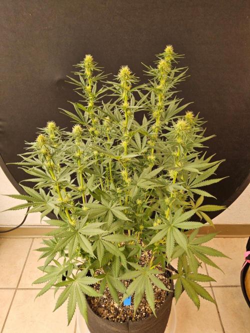 I💚GM Pineapple Donuts. Week 10