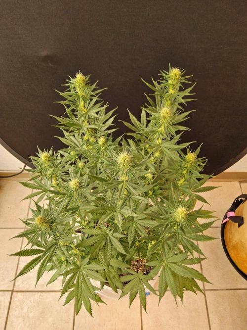 I💚GM Pineapple Donuts. Week 10