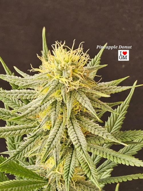 I💚GM Pineapple Donuts. Week 11
