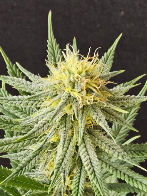 I💚GM Pineapple Donuts. Week 11