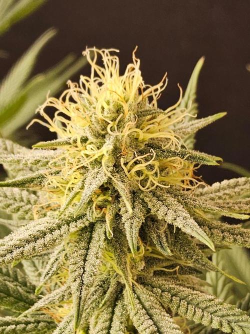 I💚GM Pineapple Donuts. Week 11