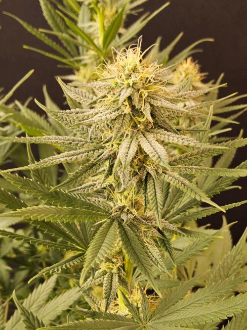 I💚GM Pineapple Donuts. Week 11