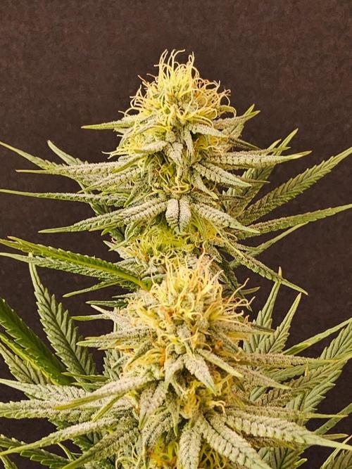 I💚GM Pineapple Donuts. Week 11