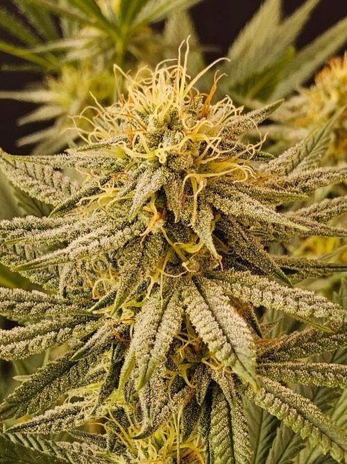 I💚GM Pineapple Donuts. Week 11