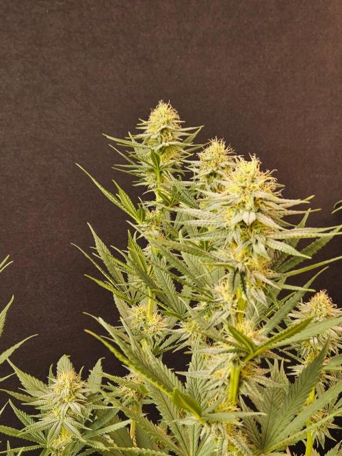 I💚GM Pineapple Donuts. Week 11