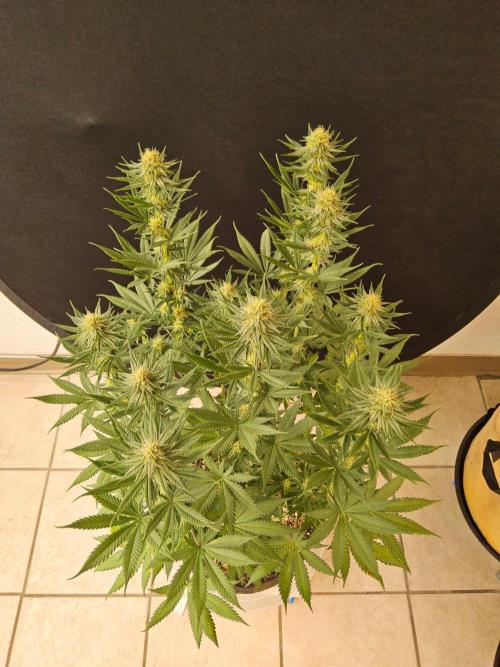 I💚GM Pineapple Donuts. Week 11