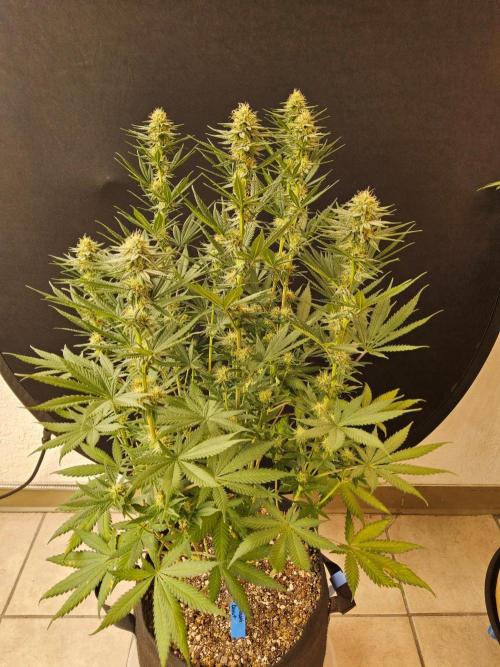 I💚GM Pineapple Donuts. Week 11