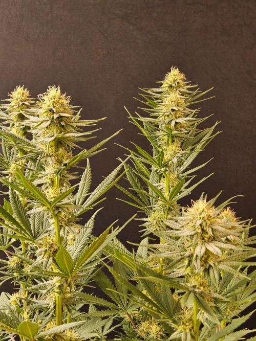 I💚GM Pineapple Donuts. Week 11