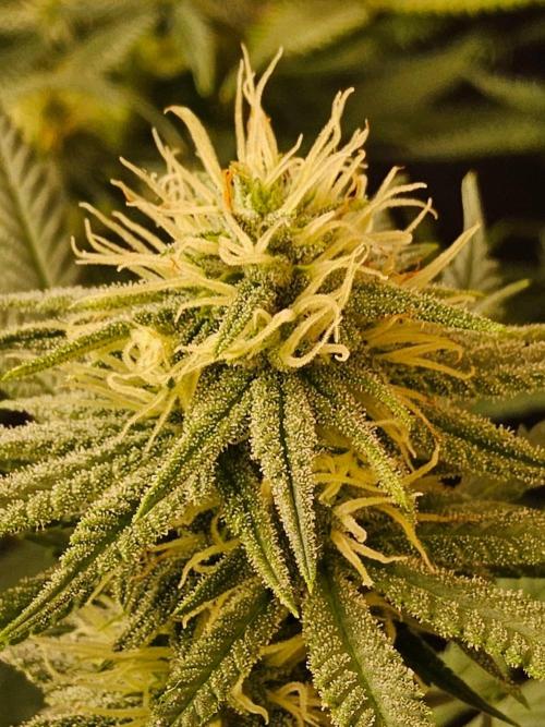 Turbo Amnesia. Week 11