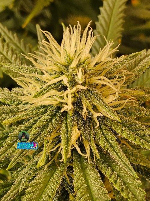 Turbo Amnesia. Week 11
