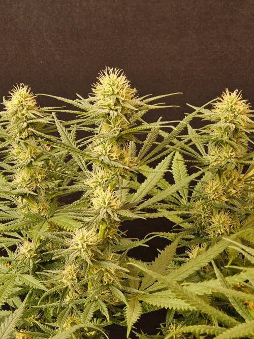 Turbo Amnesia. Week 11
