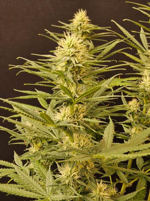 Turbo Amnesia. Week 11