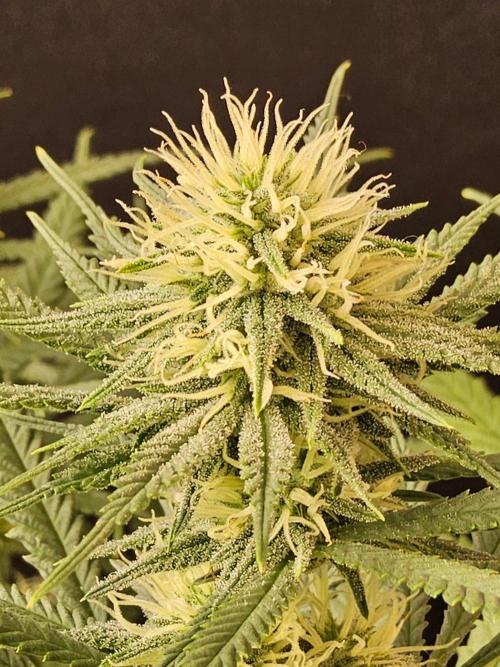 Turbo Amnesia. Week 11