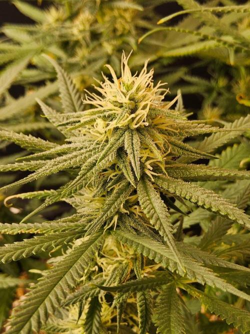 Turbo Amnesia. Week 11