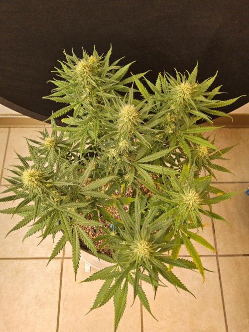 Turbo Amnesia. Week 11