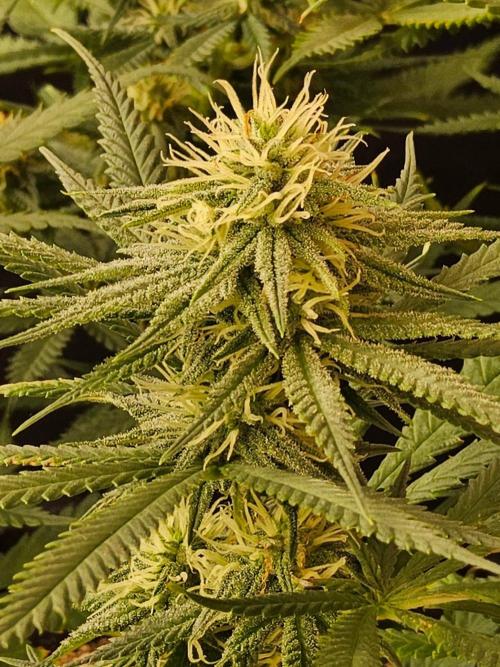 Turbo Amnesia. Week 11