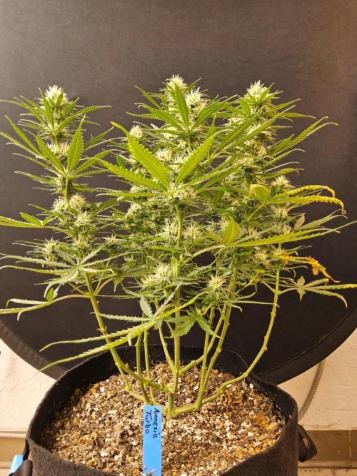 Turbo Amnesia. Week 11