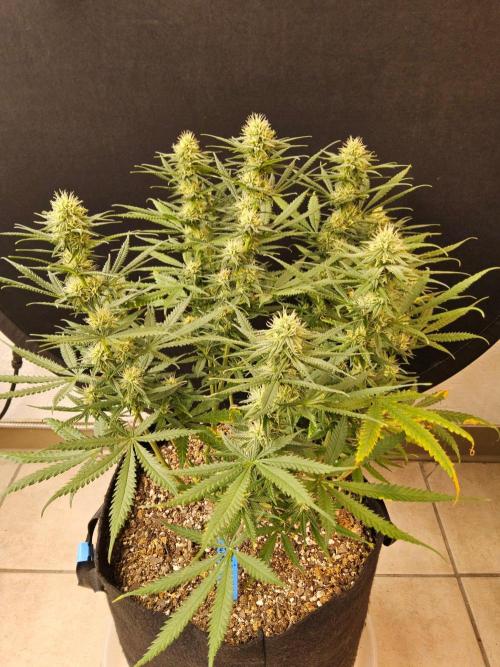 Turbo Amnesia. Week 11