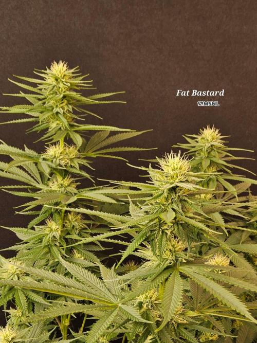 Fat Bastard. Week 11