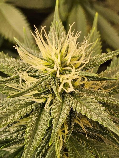 Fat Bastard. Week 11