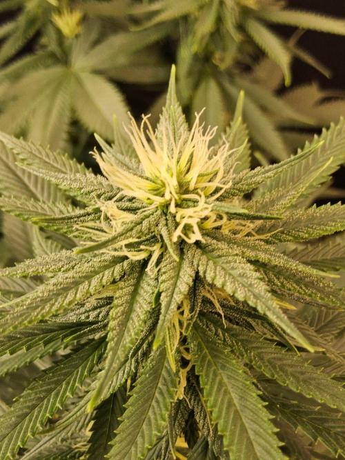 Fat Bastard. Week 11