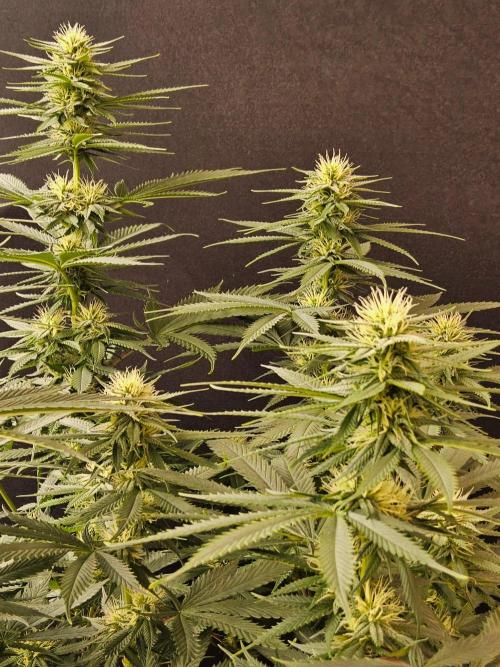 Fat Bastard. Week 11
