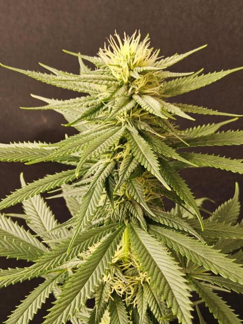 Fat Bastard. Week 11