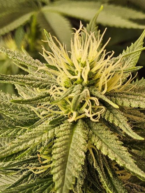 Fat Bastard. Week 11