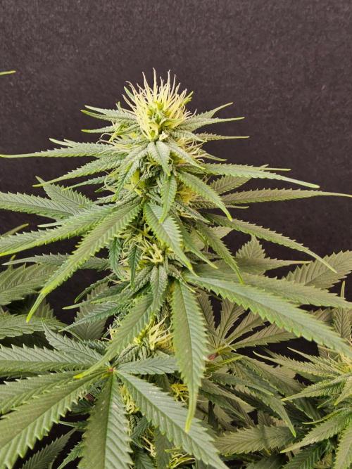 Fat Bastard. Week 11