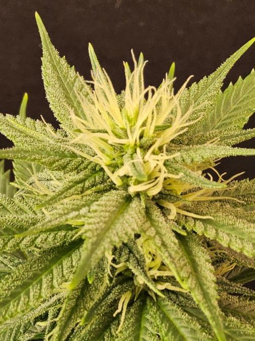 Fat Bastard. Week 11