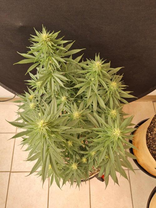 Fat Bastard. Week 11