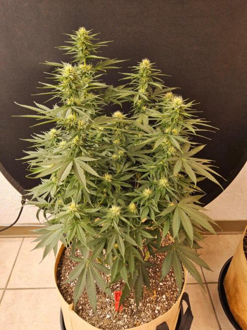 Fat Bastard. Week 11