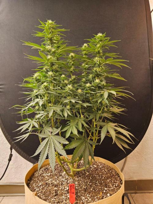 Fat Bastard. Week 11
