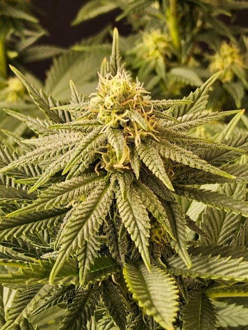 White Widow Plus. Week 11