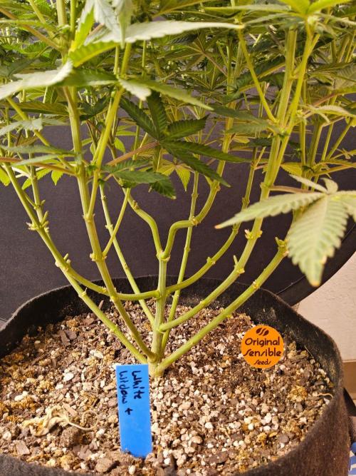 White Widow Plus. Week 11